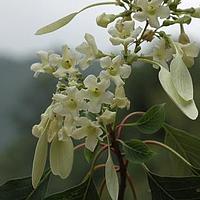 香果树