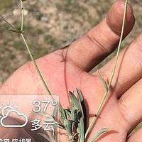 密花柴胡