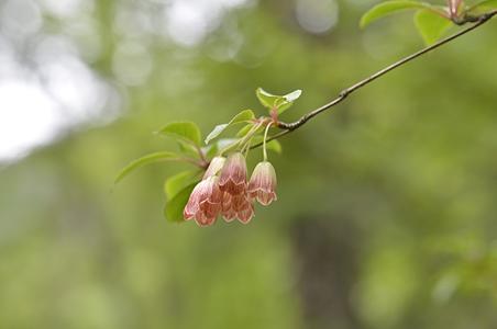 毛叶吊钟花