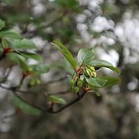 少花吊钟花
