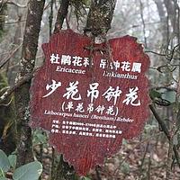少花吊钟花