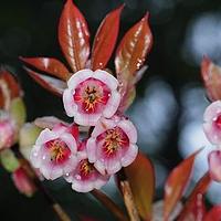 吊钟花