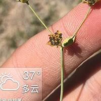 密花柴胡