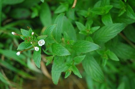 光滑柳叶菜