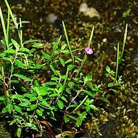 光籽柳叶菜