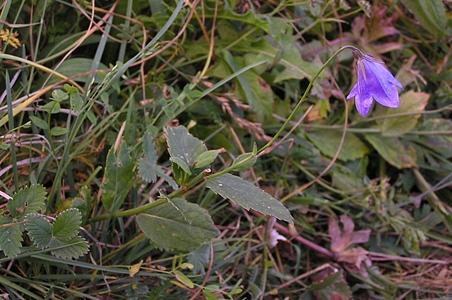 狭长花沙参