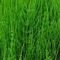 问荆