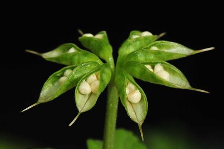 菟葵