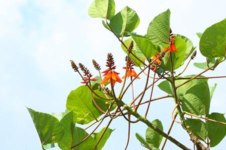 鹦哥花