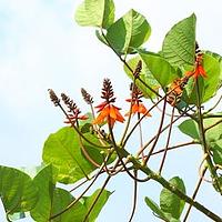 鹦哥花