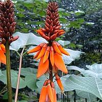 鹦哥花