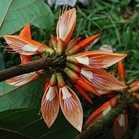 鹦哥花