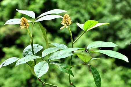 山豆根图片 植物图片