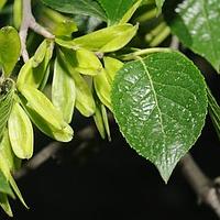 杜仲科