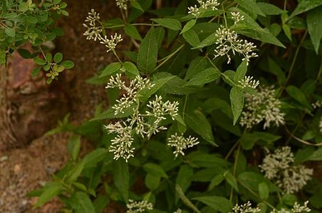 多须公 - 图片/介绍/花期/花语/知识 - 千草植物