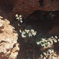 鹅銮鼻大戟