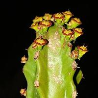 金刚纂