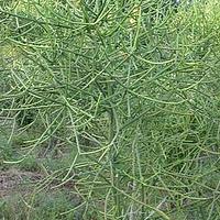 绿玉树