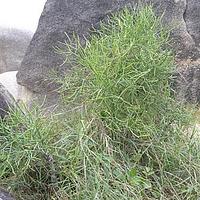 绿玉树