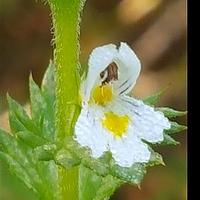小米草
