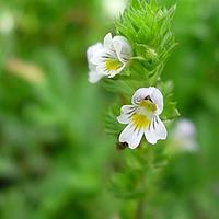 小米草