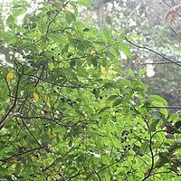 秀柱花属