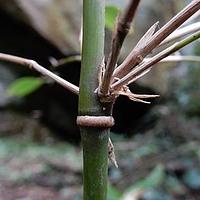 青川箭竹 - 图片/介绍/花期/花语/知识 - 千草植物