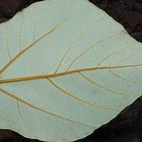 黄毛榕
