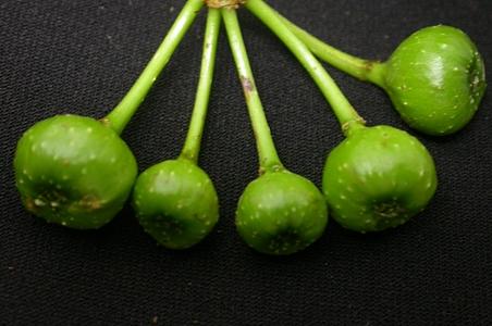 水同木