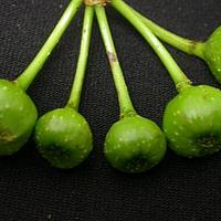 水同木
