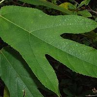 粗叶榕 - 图片/介绍/花期/花语/知识 - 千草植物
