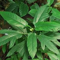 粗叶榕 - 图片/介绍/花期/花语/知识 - 千草植物