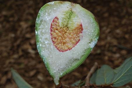 薜荔