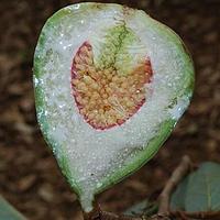 薜荔