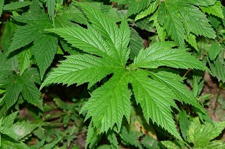 蚊子草