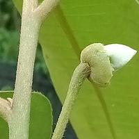阔叶杨桐