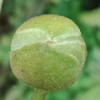 阔叶杨桐