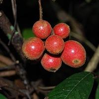 瓜馥木属