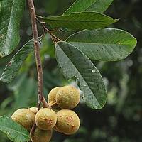 阔叶瓜馥木