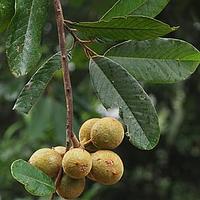 阔叶瓜馥木