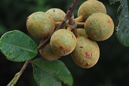 阔叶瓜馥木