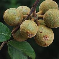 阔叶瓜馥木