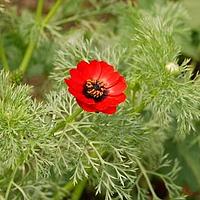 夏侧金盏花