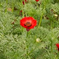 夏侧金盏花
