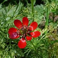 夏侧金盏花