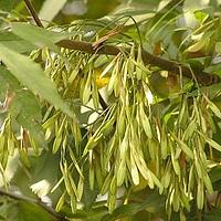 梣属 - 图片/介绍/花期/花语/知识 - 千草植物