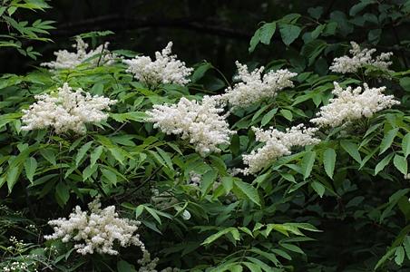 秦岭梣 - 图片/介绍/花期/花语/知识 - 千草植物