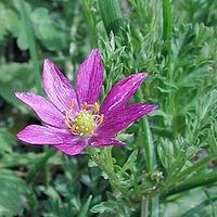 蓝侧金盏花