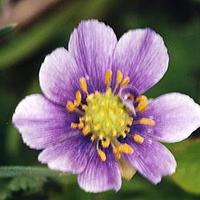 蓝侧金盏花