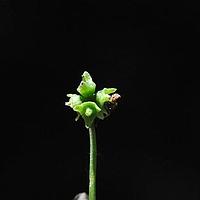 五福花